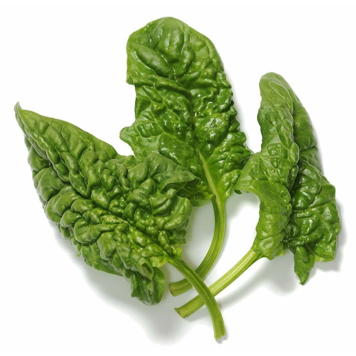 Giant Noble Spinach Seeds Heirloom | Non-GMO Garden Seeds USA Free Shipping