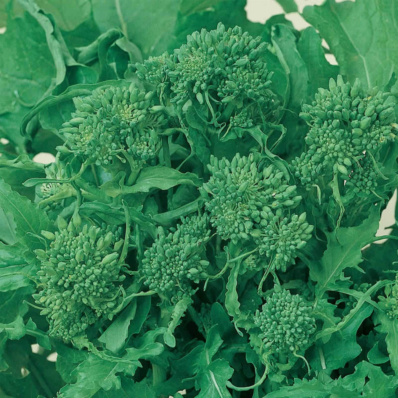 500 Broccoli Raab Seeds Rapini Certified Organic Heirloom