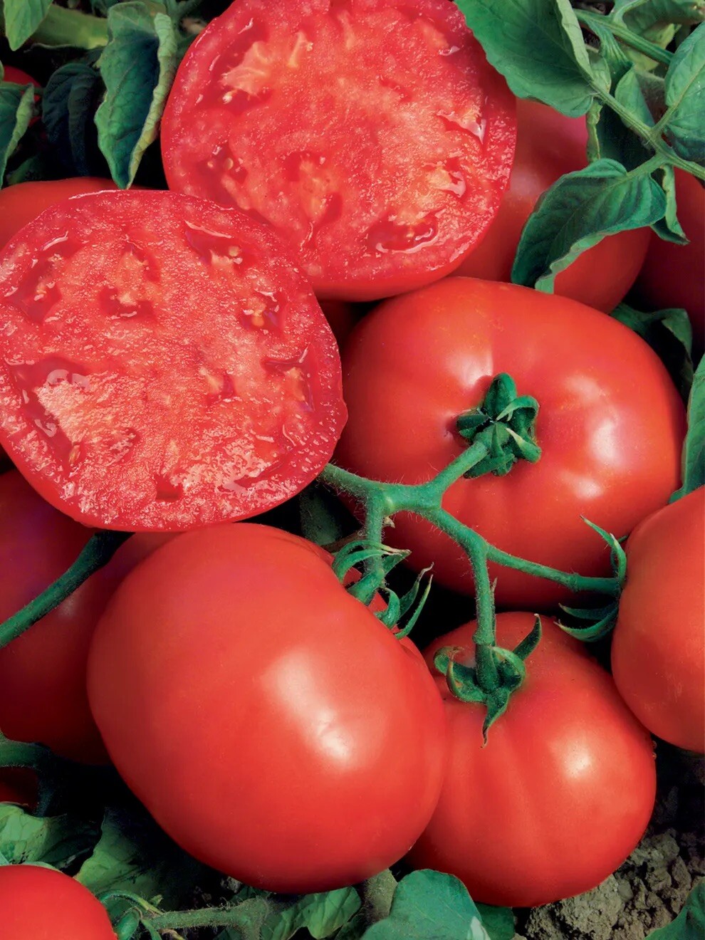 RARE GIANT BushSteak Tomato Seeds 20+ NON-GMO~ORGANIC~HEIRLOOM~FREE SHIPPING