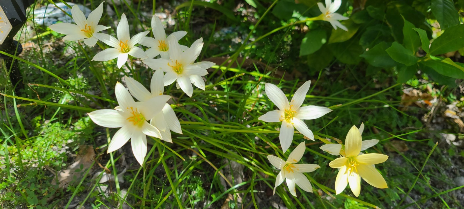 Rain Lily, Zephyranthes Pink, White, Yellow, Bulb or seed to chose from.