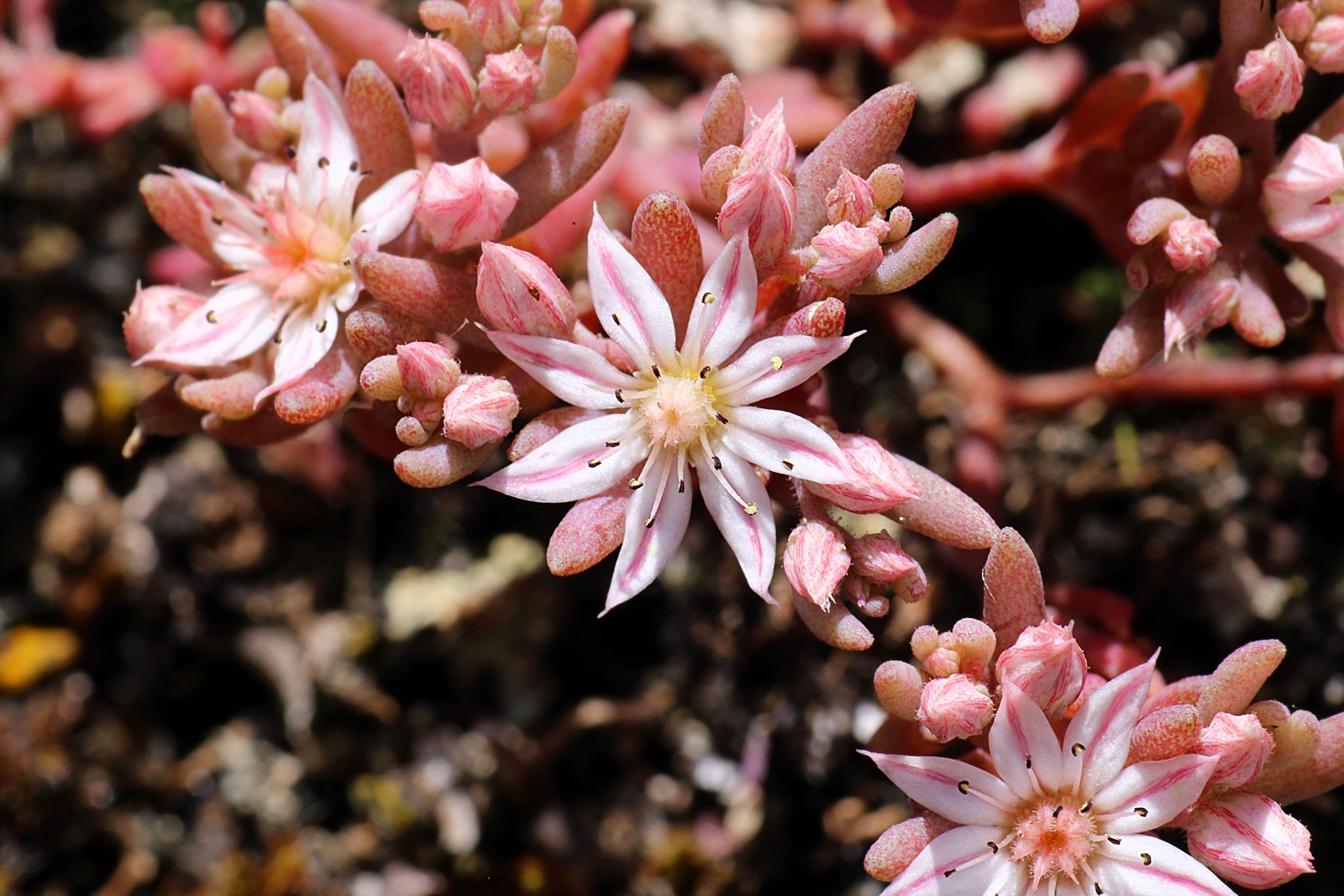 25 SPANISH STONECROP / SEDUM HISPANICUM Groundcover Flower Seeds *Comb S/H