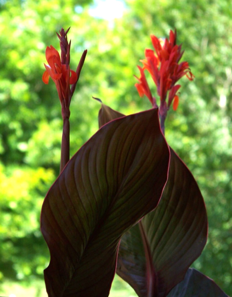 5 Canna Lily Bulbs – Red Blooms – Burgundy / Green Leaves