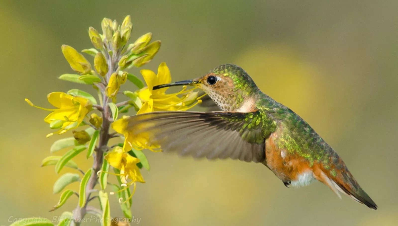 1000+ Wildflower Mix HUMMINGBIRD BUTTERFLY SEEDS – Perennials Annuals Heirloom