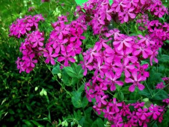 CATCHFLY FLOWER 100 FRESH SEEDS FREE SHIPPING SILENE ARMERIA