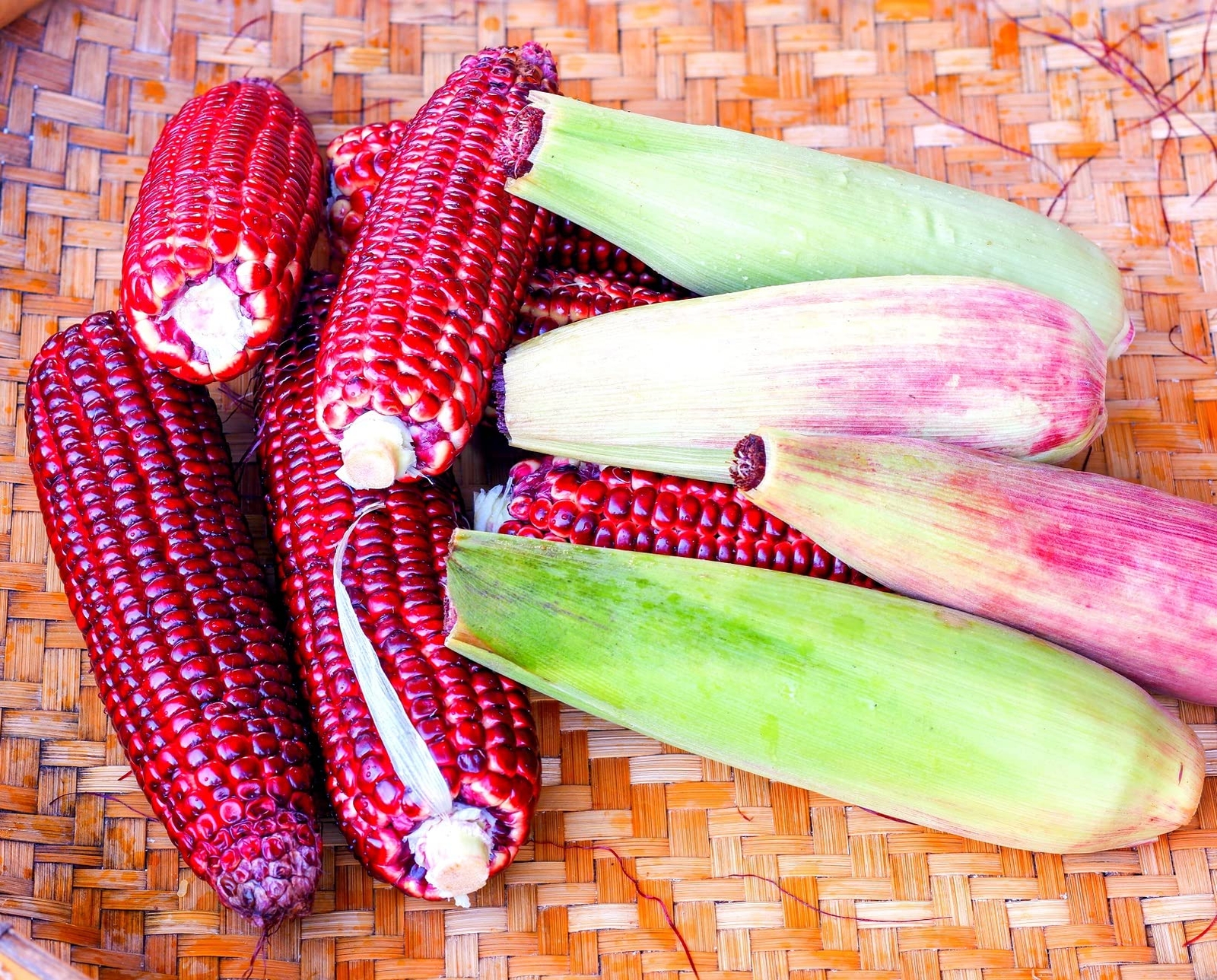 Red Corn Seeds for Planting – Bloody Butcher Indian Corn – Grown in Iowa – Stunn
