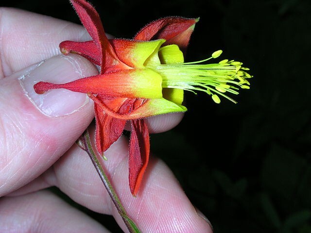 WESTERN RED COLUMBINE, 200 SEEDS, AQUILEGIA FORMOSA, SITKA COLUMBINE