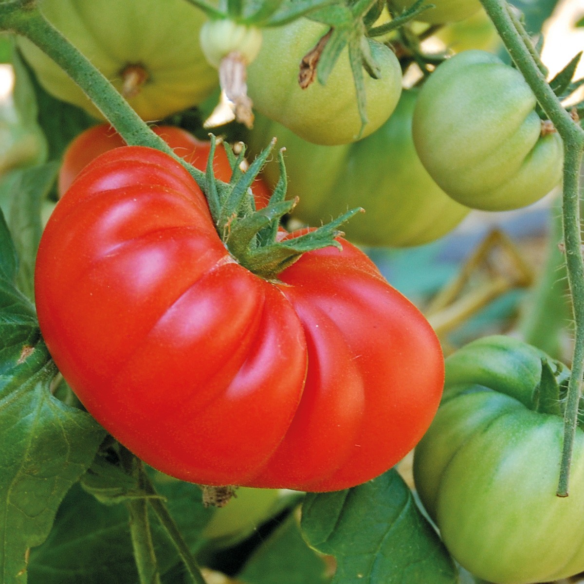 *Price Slash* Red Brandywine Tomato Organic, Heirloom. 50 Seeds. Free Shipping!