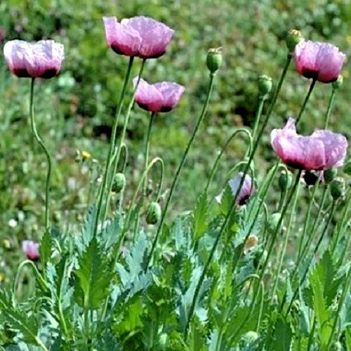 20,000 Turkish Mixed Colors Poppy Flower Seeds For Planting. Fresh 2025 Harvest