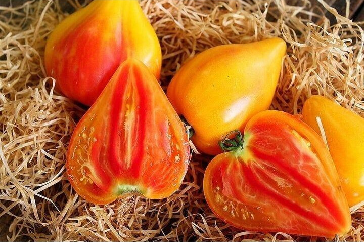 240+ Orange Oxheart Tomato Seeds ——- Heirloom —————- RARE