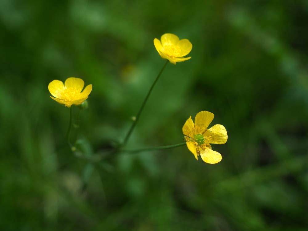 Western Buttercup Seeds (Ranunculus occidentalis) – 250+ Non-GMO & Yellow