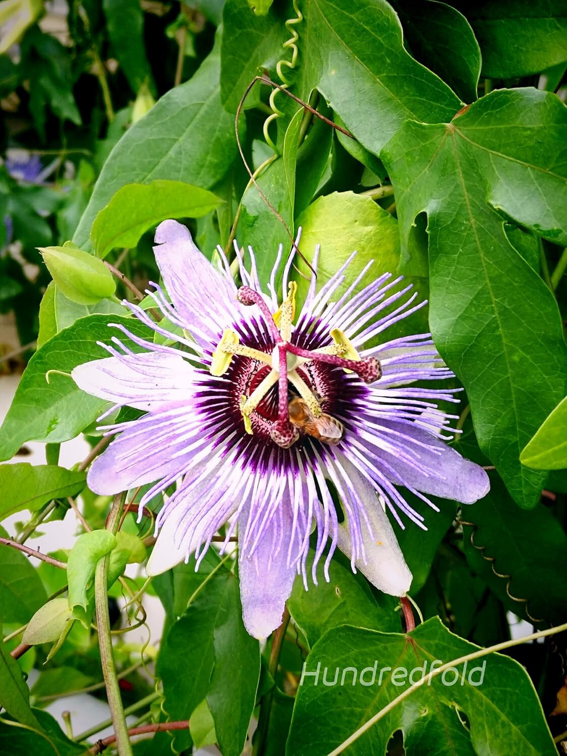 Purple Passionflower 5 Seeds Passiflora Incarnata, Maypop Vine Native Perennial