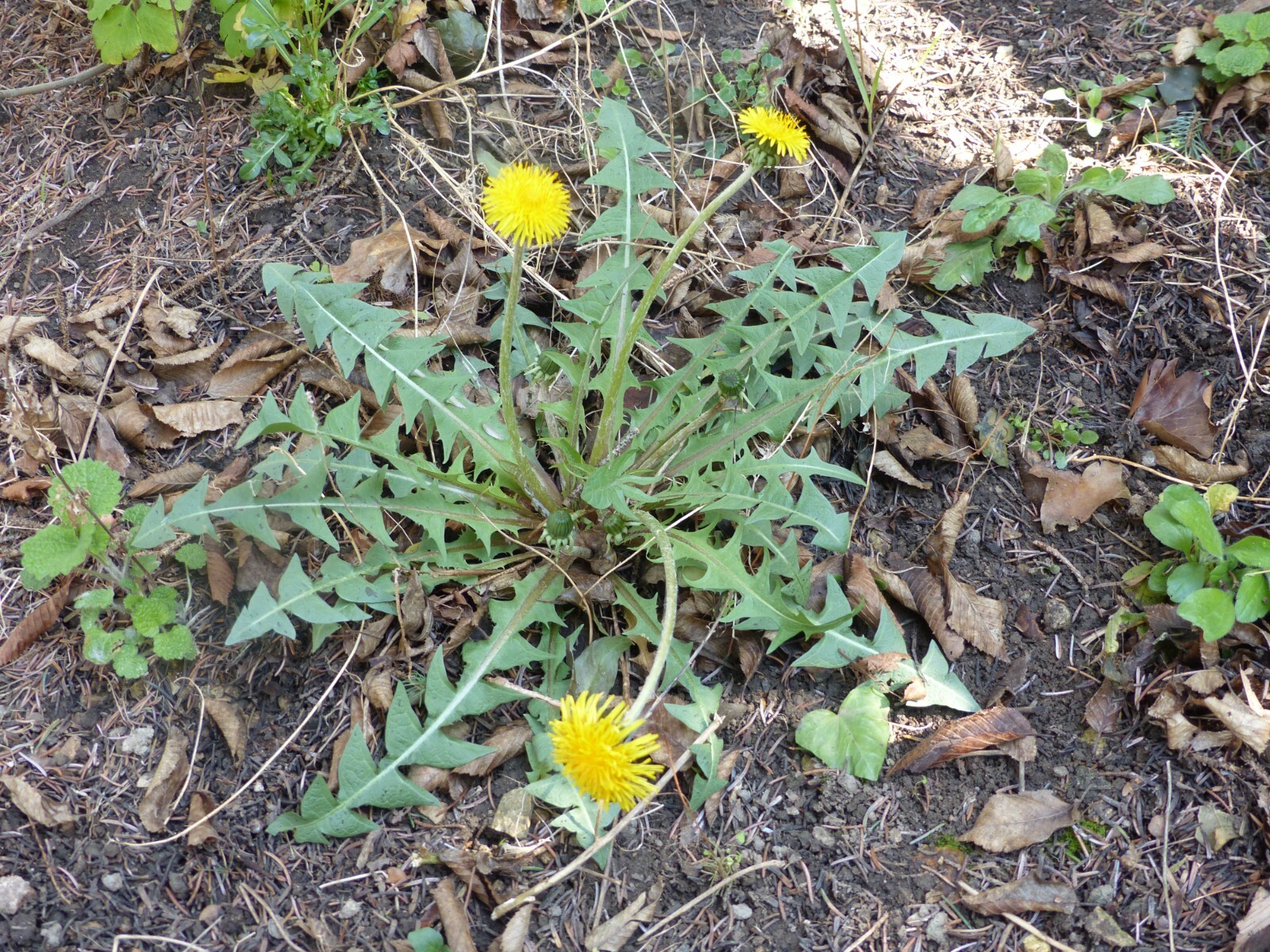 1000 Dandelion Seeds Taraxacum Officinale Medicinal Edible Herb Non-GMO Bulk