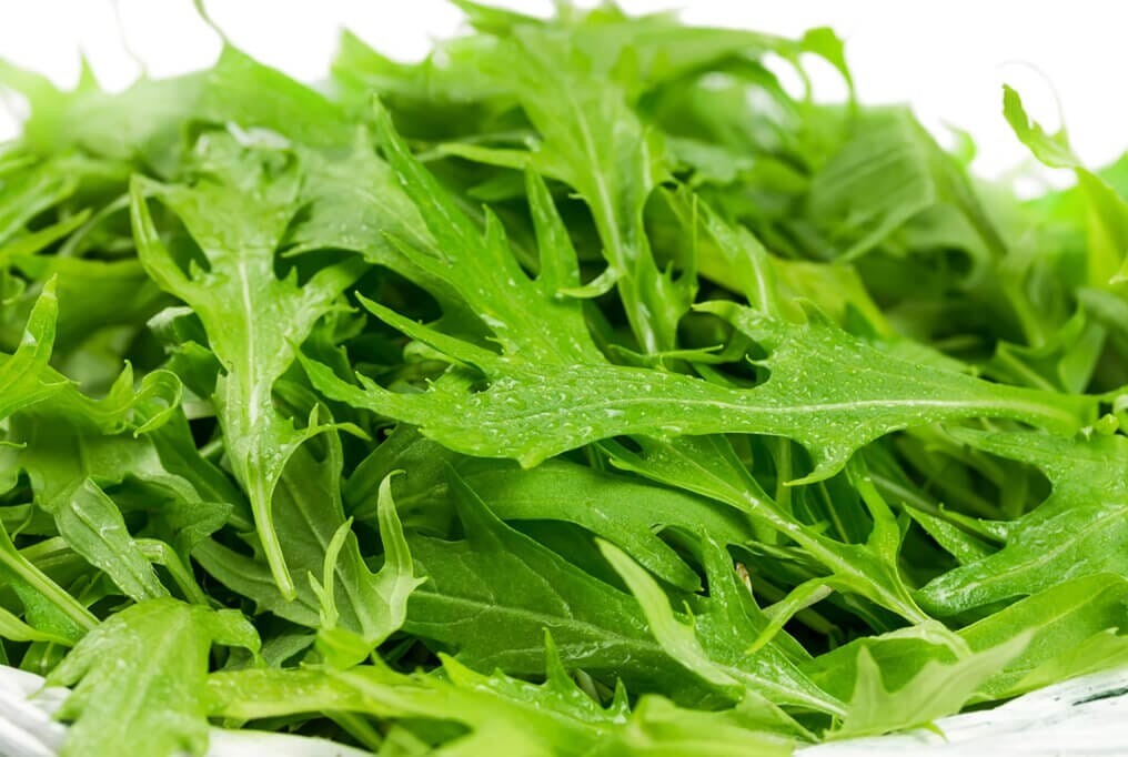 1,500 Mizuna Seeds Mustard Fast Growing Greens Mild Flavor