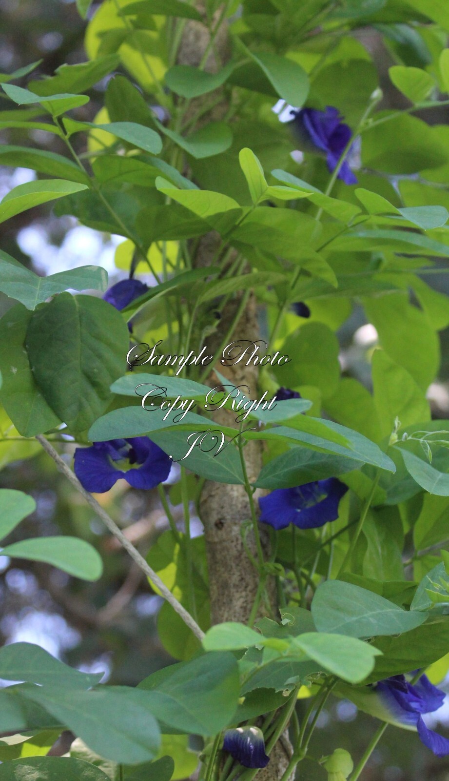 Tropical Flower Seeds -Double Blue Butterfly Pea -10 Seeds -Clitoria