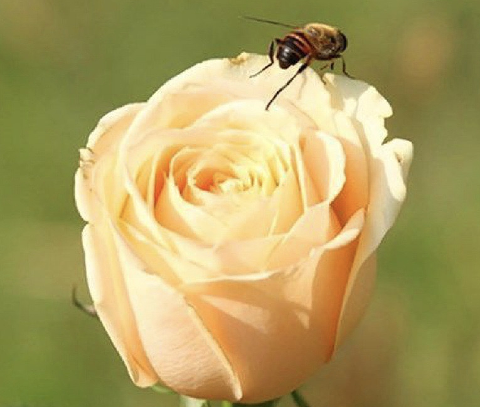 20 ROSE FLOWER SEEDS classic rare plant garden for stratification/germination