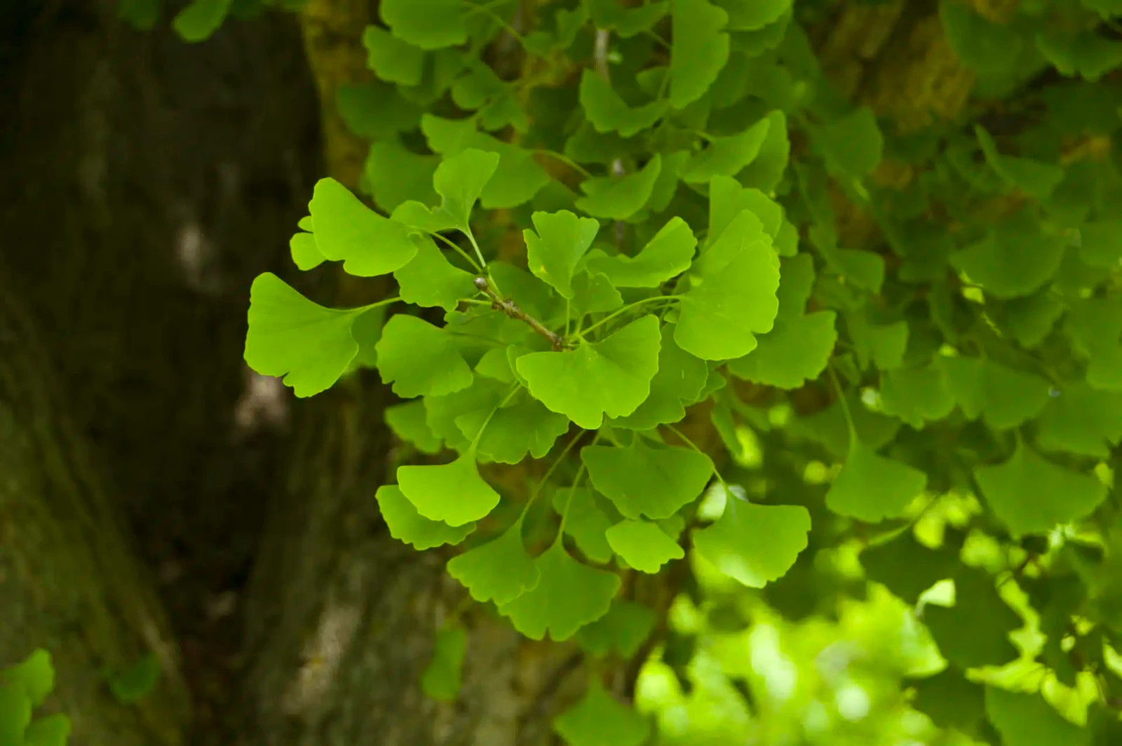 12 Ginkgo Biloba Tree Seeds | Maidenhair | Perennial | Fast Growth | 2025