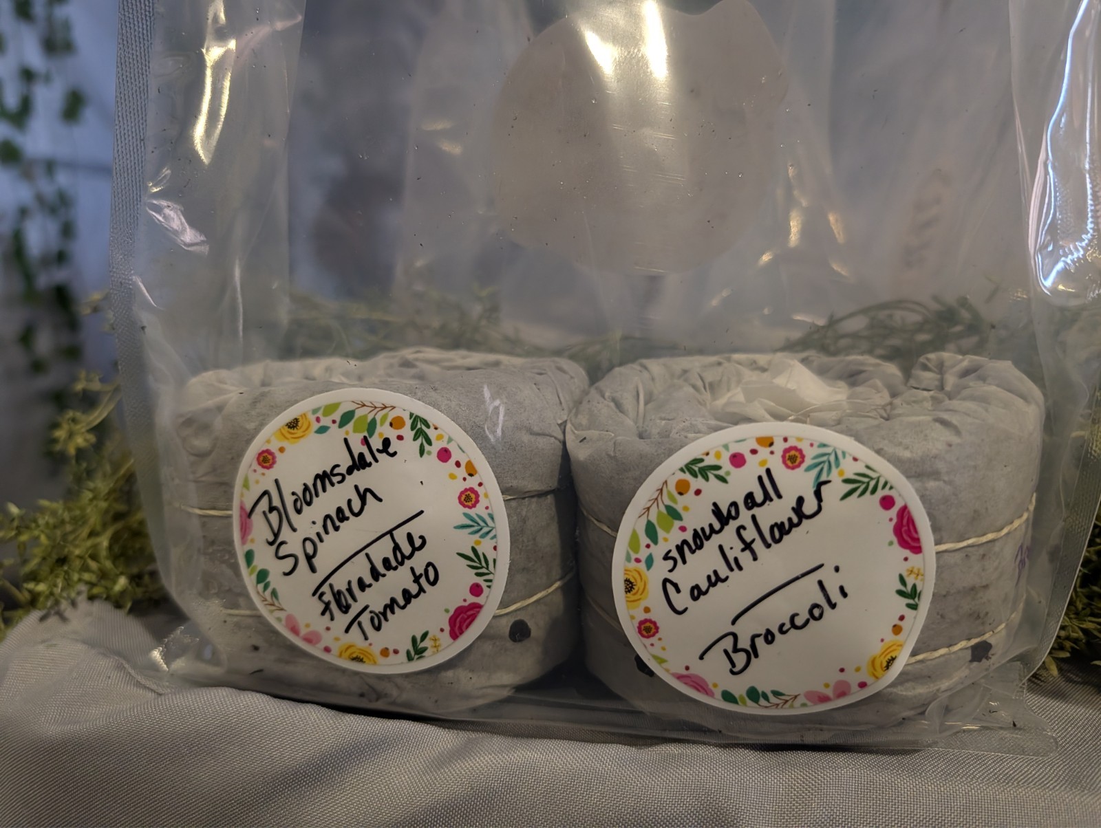 Teddy Bear Sunflowers – SEED SNAIL – Packed with seeds and ready to grow!
