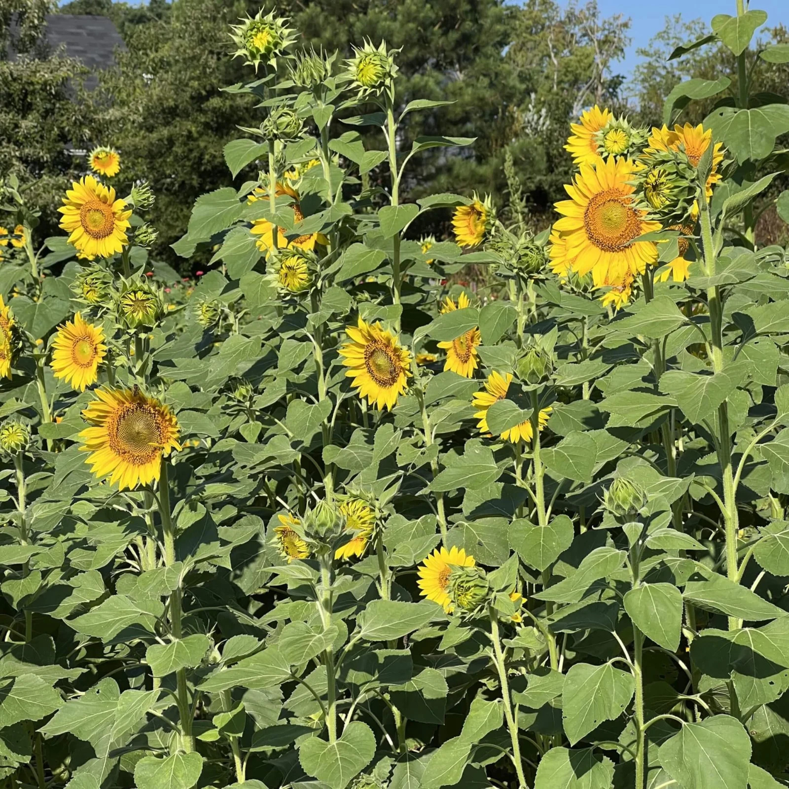 Sunflowers Peredovik Seeds Bird Attractant High Yield 10 lb.
