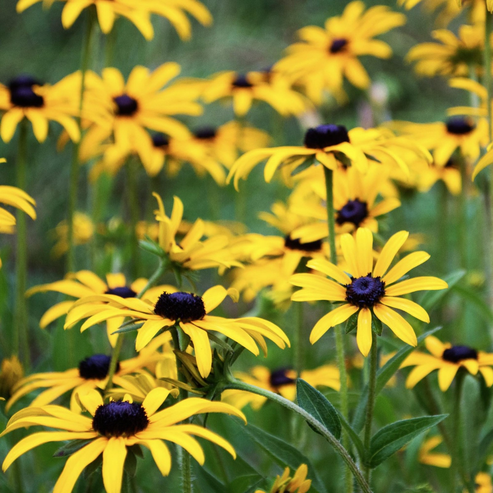 Black Eyed Susan Seeds 120,000+ Perennial Rudbeckia Hirta for Bulk Planting