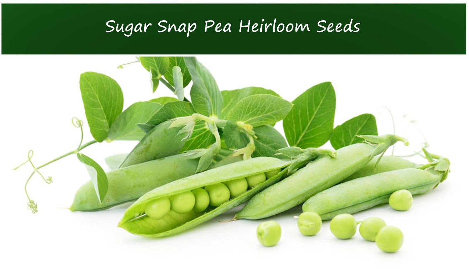 Vegetable Seeds-Sugar Snap Pea- Heirloom -100 seeds