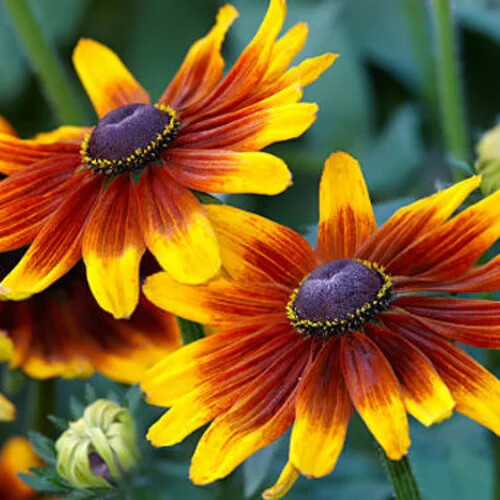 Gloriosa Daisy Seeds | Non-GMO | Free Shipping | Seed Store | 1180