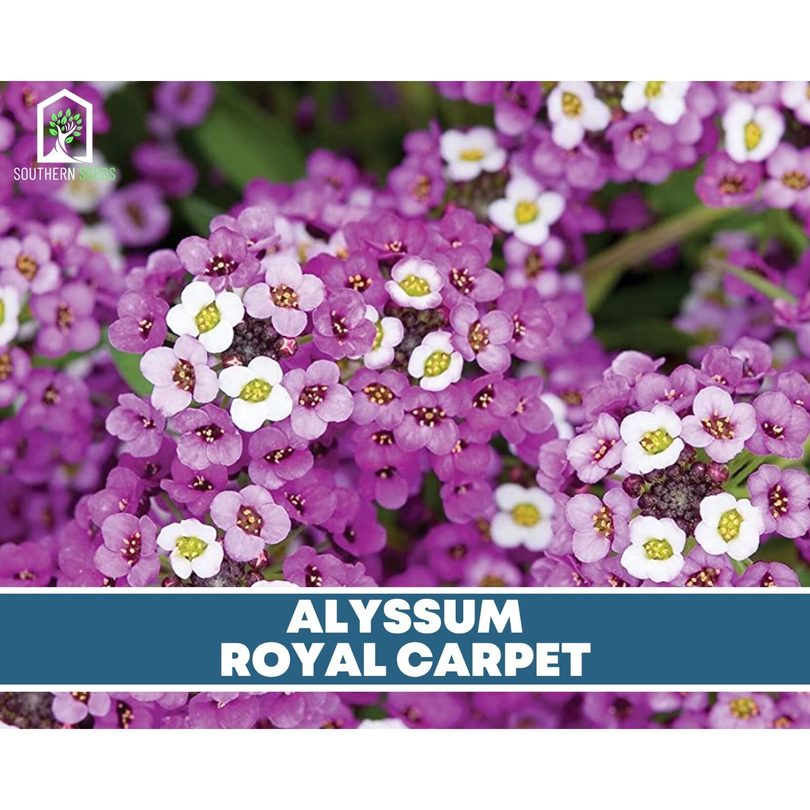 Alyssum, Royal Carpet – 100 Seeds, Heirloom Flower (Lobularia maritima)