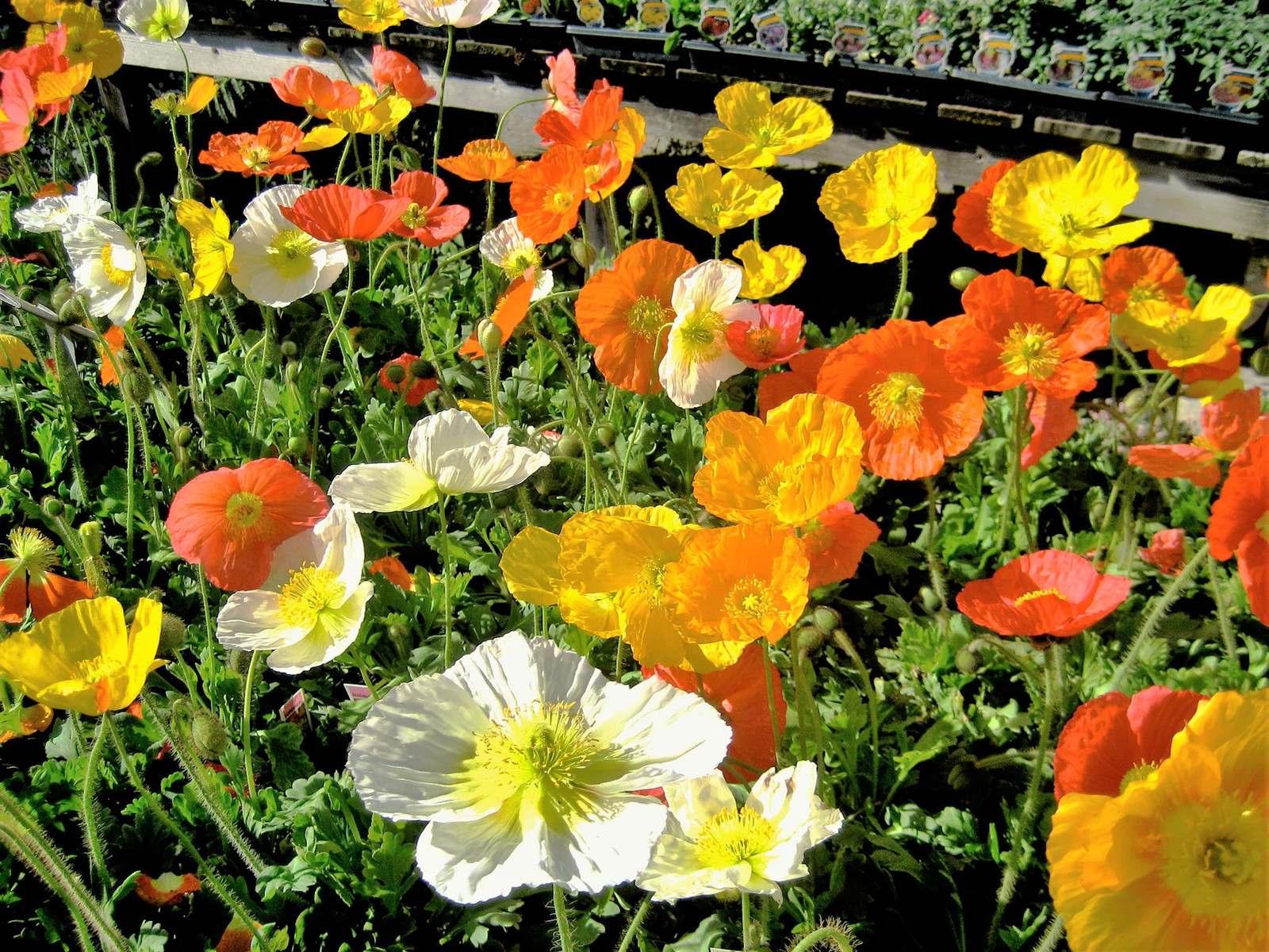 Iceland Poppy Seeds | Papaver Nudicaule Paper Poppies Champagne Flower Seed 2024