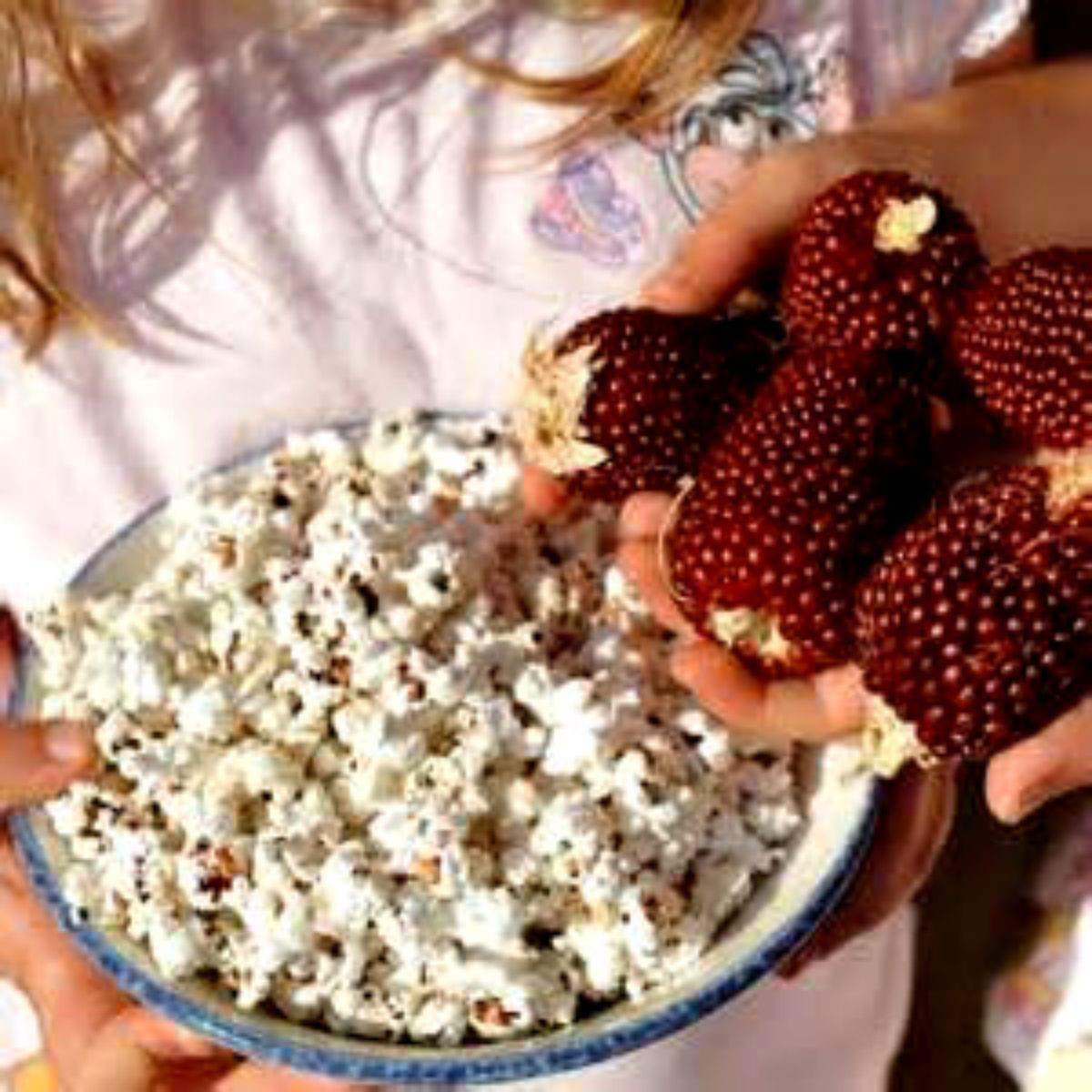 50 Heirloom Strawberry Popcorn Seeds EDIBLE & DELICIOUS ORGANIC SEED! COMB. S/H!