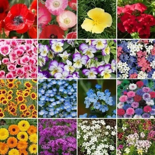 1000+ Wildflower Mix – SHORTY LOW GROW – Heirloom – FRESH – Annual and Perennial