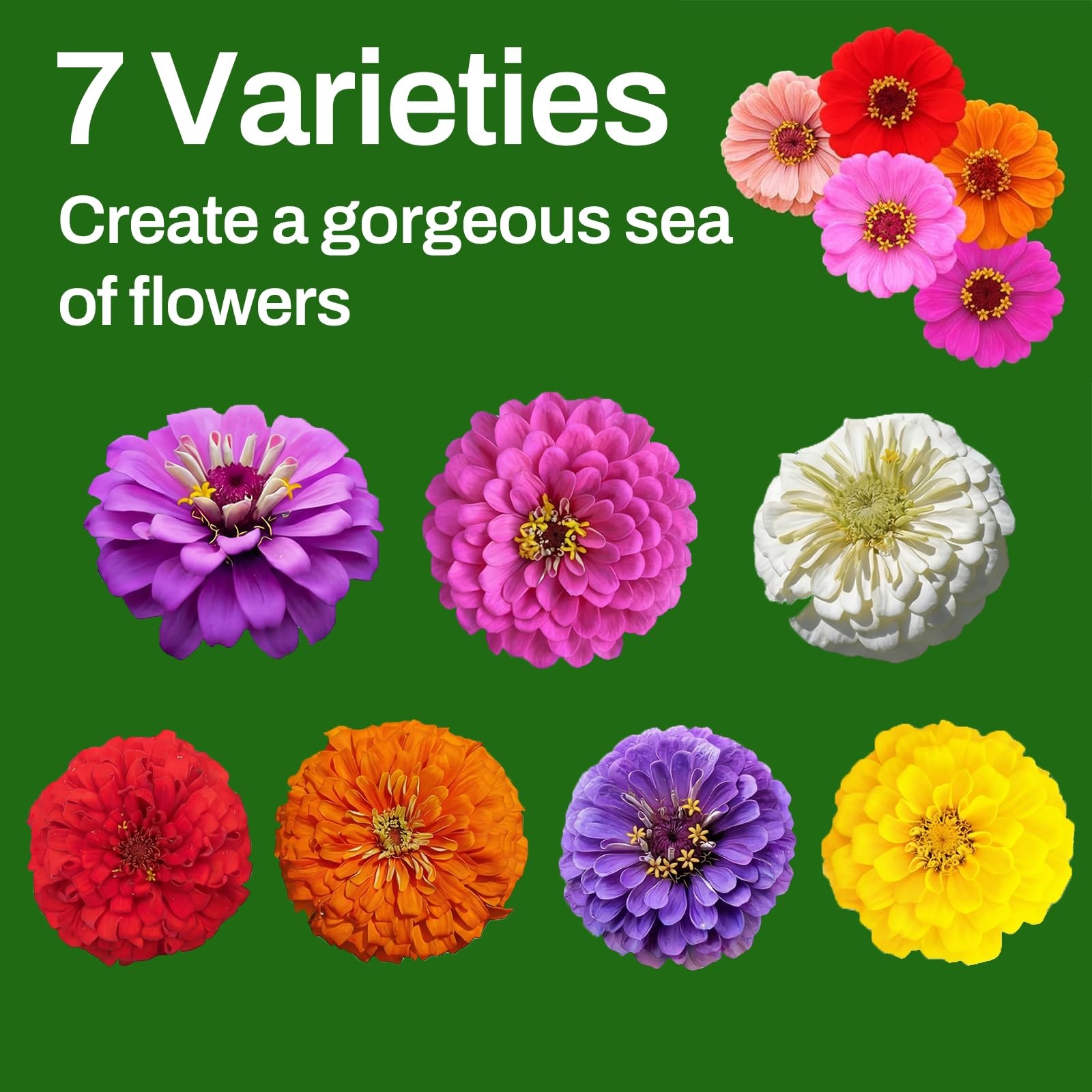 Zinnia Seeds, 13000+ Bulk Pack Mixed Colors Mix