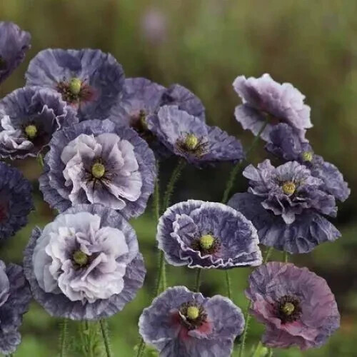 Poppy Shirley Amazing Grey -15 Seeds -Smoky Shades, Great Cut Flower – P. Rhoeas