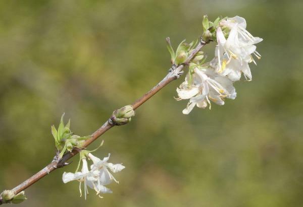 Lonicera fragrantissima | Chinese Honeysuckle | January Jasmine | 75 Seeds