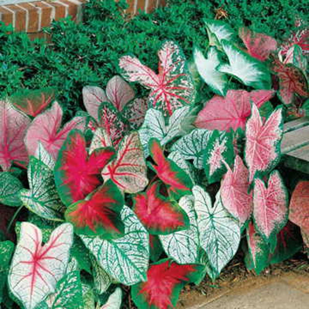 Caladium Bulbs, Fancy Mix, Pack of 10 (Ten), Easy to Grow, Colorful Mix, HOSTA,