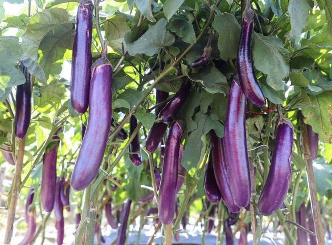 20+ SEEDS Long Purple Eggplant | Talong SEEDS for Planting | NON-GMO