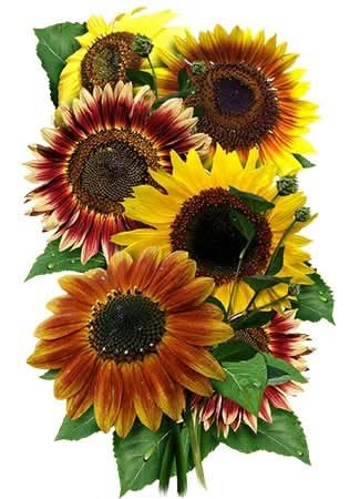Autumn Beauty Sunflower Seeds For Planting (Helianthus annuus)