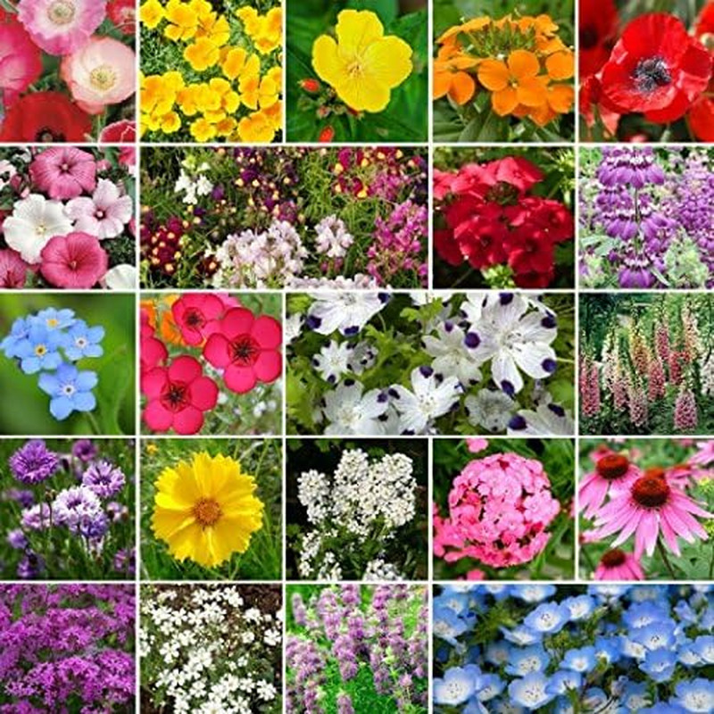 Dirt Goddess Super Seeds ~ Partial Shade Wildflower Seed Mix (1 Lb) 520,000 Seed