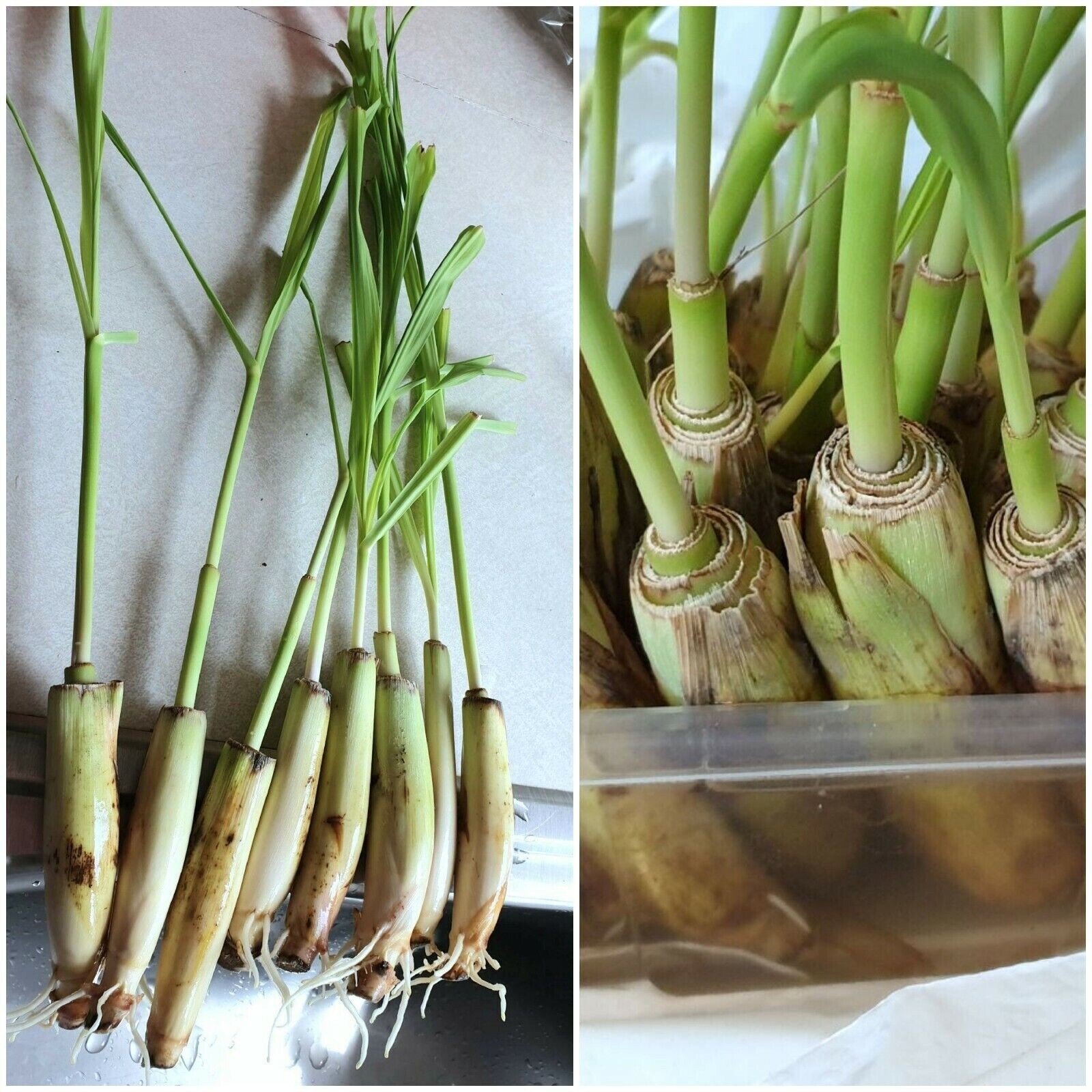 Lemongrass 12 LIVE Plants Each 4In to 7In Tall fully rooted Fever grass citratu