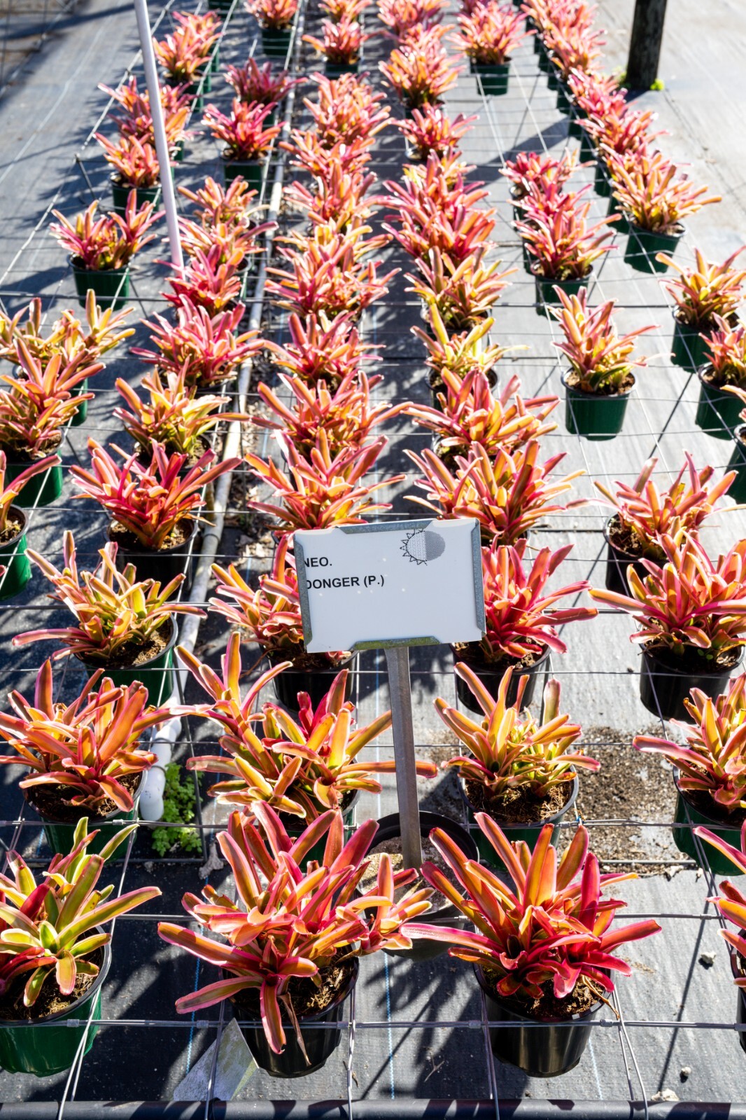 Bromeliad -Neoregelia Donger 6″ pot – Live Plant