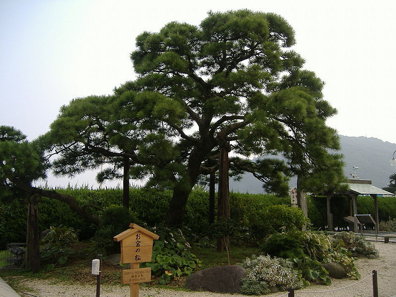 Japanese Black Pine, Pinus thunbergiana, Tree Seeds