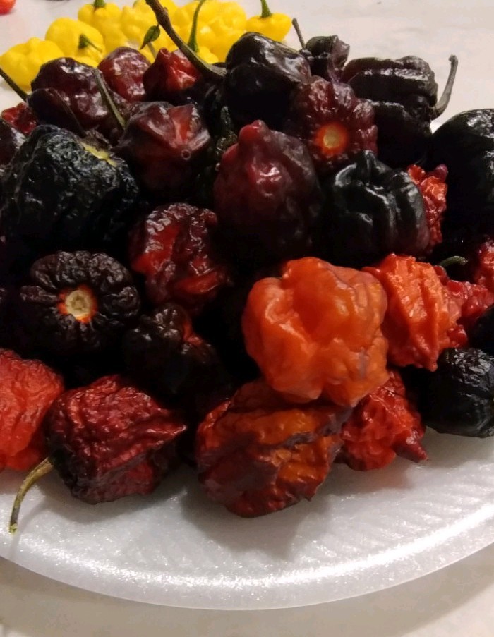 Orion Pepper (20 Seeds) Super Hot, Beautiful Colors, Free Shipping