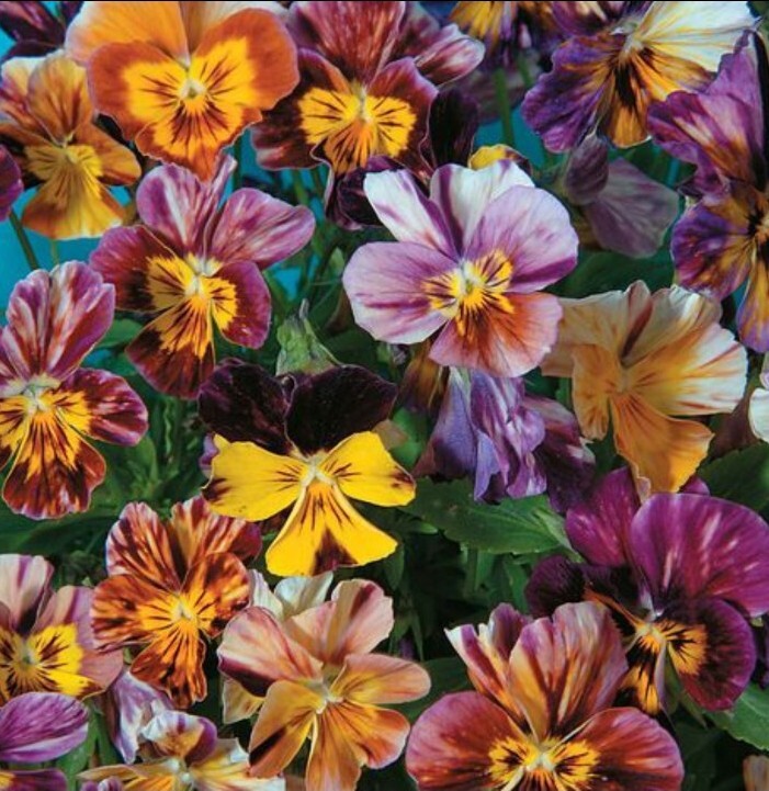 50 Viola Brush Strokes seeds