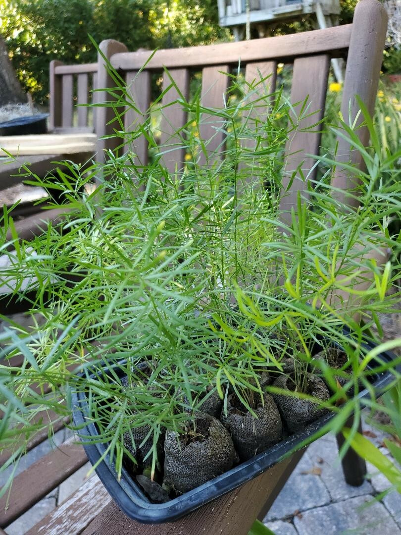 24 Asparagus Fern Seeds collected January 2024 with Propagation Instructions