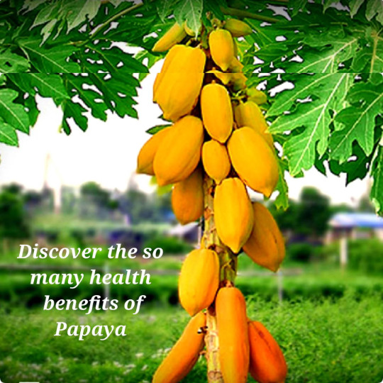 100 Papaya Seeds w/ Free ORGANIC TURMERIC Powder, Non-GMO, Curcumin, Gluten Free