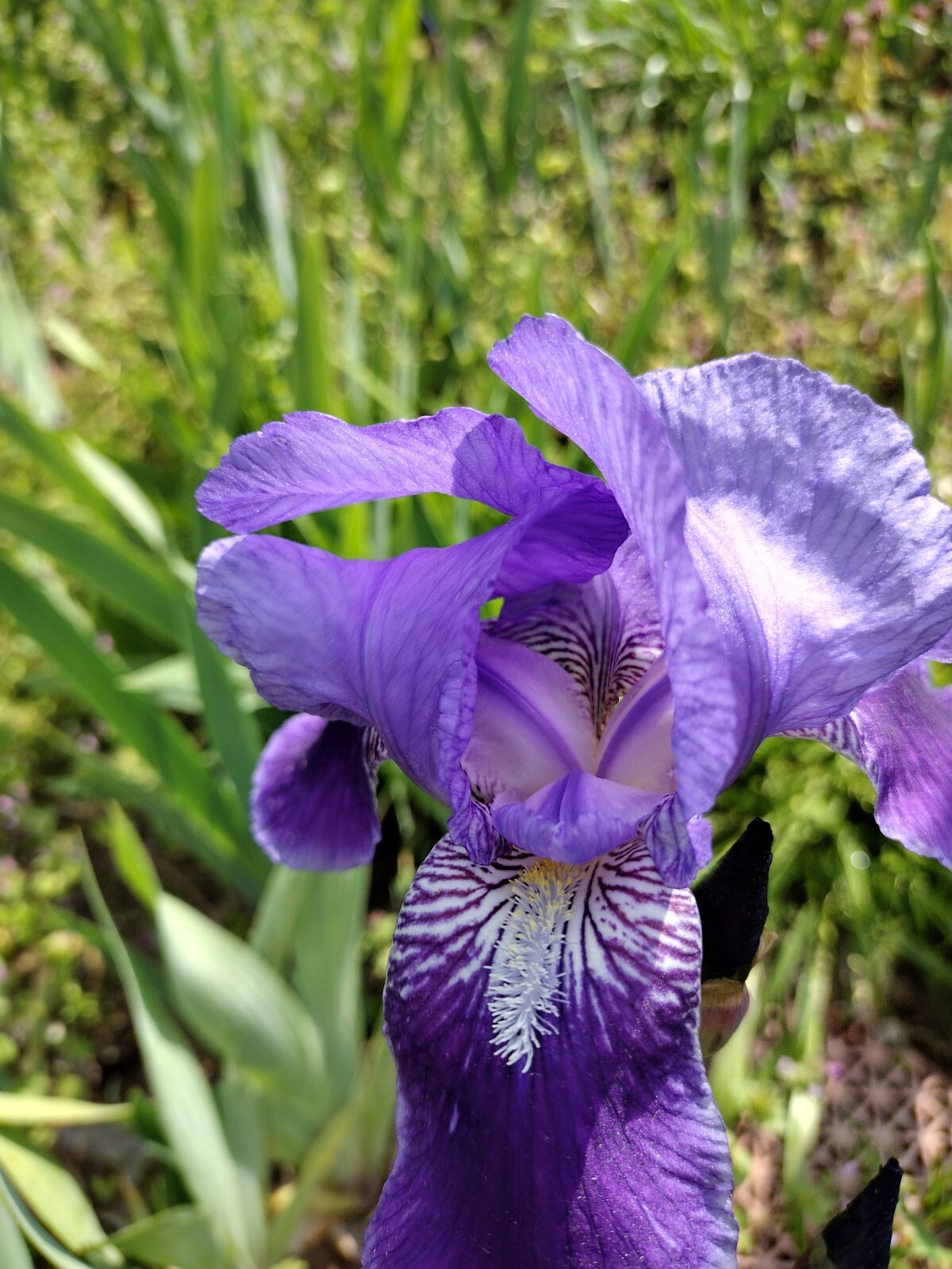 5x MIXED VARIETIES/COLORS BEARDED IRIS Bulbs/Rhizomes FRESH
