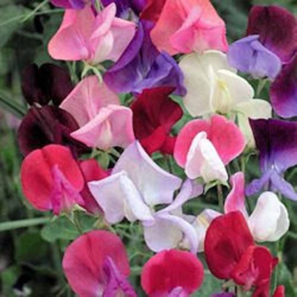 60 Mixed Colors SWEET PEA ROYAL Family Mix Lathyrus Odoratus Flower Vine Seeds