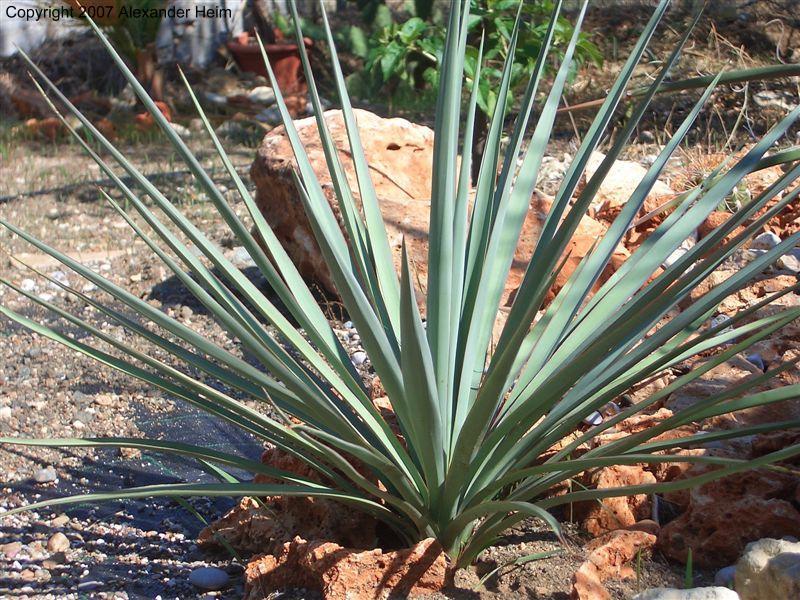 Banana yucca, Yucca baccata, Shrub Seeds (Hardy, Edible, Showy)