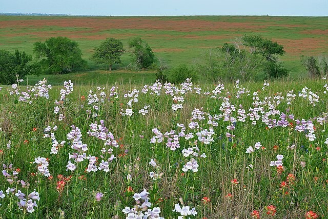 Penstemon cobaea | Cobaea Beardtongue | 10 Seeds