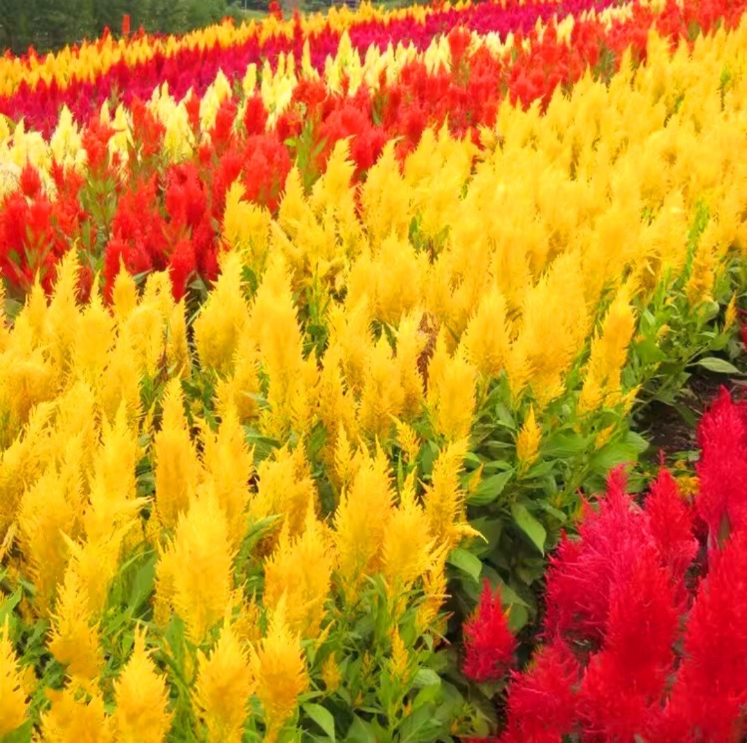 550 Pampas Plume Celosia Seeds Mix of 8 Varieties Pure heirloom seeds Cockscomb
