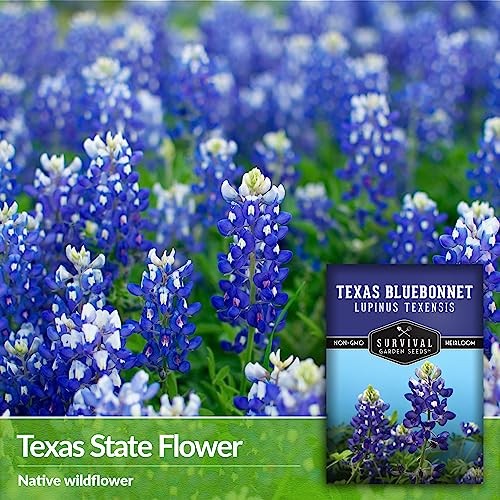 Texas Bluebonnet Seeds for Planting – Packets with Instructions to Plant & 2