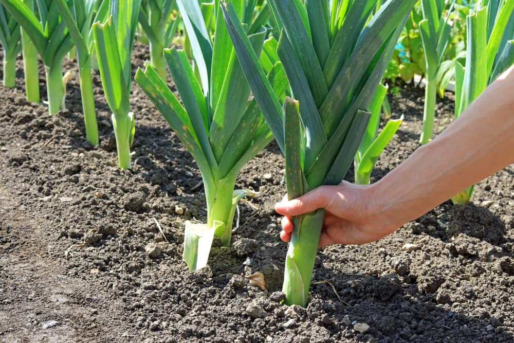 50+ Leek Seeds for Planting – Fresh Garden Seeds, Great for Salads and Garnish